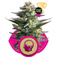 Amnesia Haze Amnesia Haze