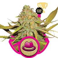 OG Kush OG Kush