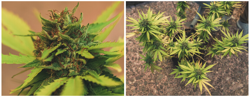 Piante di cannabis pronte per la raccolta e il lavaggio delle radici