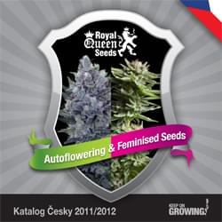 Ceca Reale la Regina femminilizzata Semi di cannabis Semi di catalogo