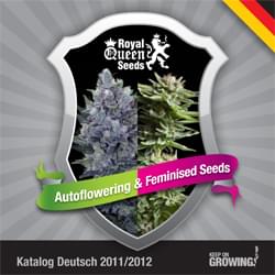 Tedesco Reale la Regina femminilizzata Semi di cannabis Semi di catalogo