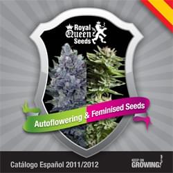 Reale spagnola Semi Regina femminilizzata catalogo semi di cannabis