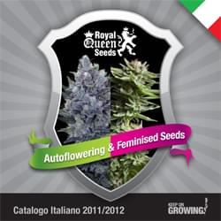 Reale italiana Semi Regina femminilizzata catalogo Semi di cannabis