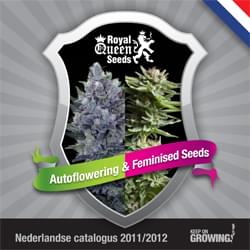 Olandese Royal Semi Regina femminilizzata catalogo semi di cannabis