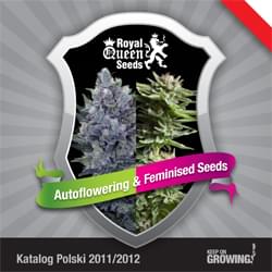 Polacco Reale la Regina femminilizzata Semi di cannabis Semi di catalogo