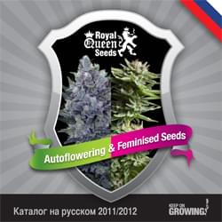 Russo Reale Semi Regina femminilizzata catalogo semi di cannabis