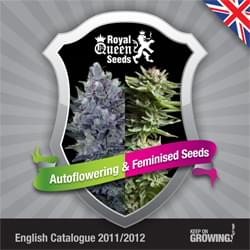 Reale inglese Semi Regina femminilizzata catalogo semi di cannabis