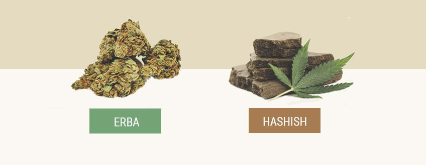 Erba vs Hashish