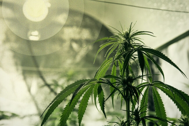 Le Luci Migliori per Coltivare Cannabis per i Principianti