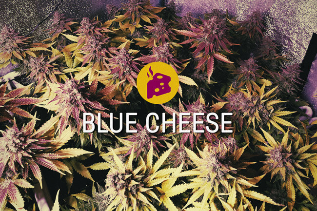Blue Cheese: Una delle Varietà di Cannabis Più Deliziose