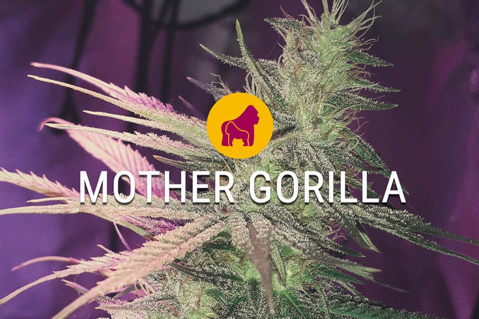 I semi di marijuana femminizzati Mother Gorilla