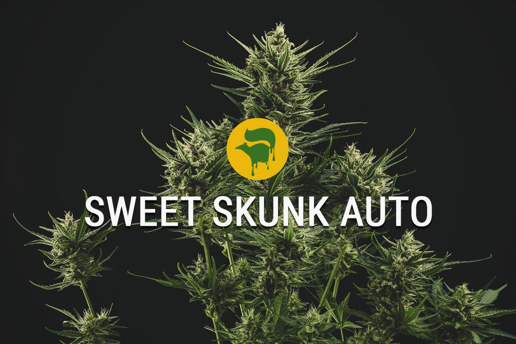 Sweet Skunk Automatic: Dolce e Super Speciale