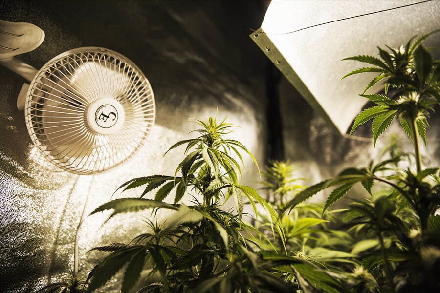Coltivazione di cannabis e consumo di energia: Le strategie degli esperti