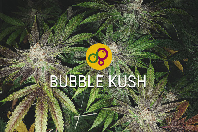 Bubble Kush: Portare Avanti una Tradizione di Cannabis Dolce