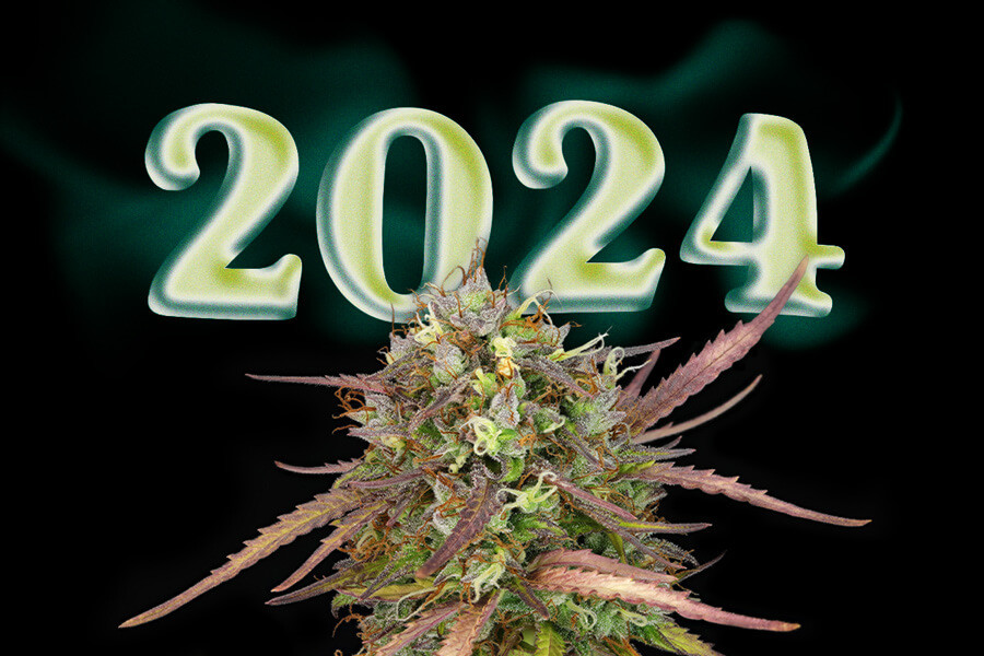 Le 10 migliori nuove varietà di cannabis del 2024