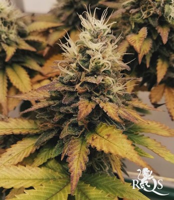 Special Kush 1 Special Kush 1