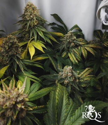 Special Kush 1 Special Kush 1