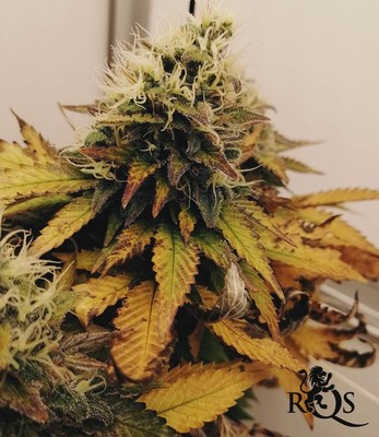 Special Kush 1 Special Kush 1