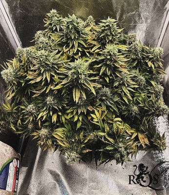 Special Kush 1 Special Kush 1