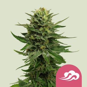 Acquista blu semi di cannabis Mystic on-line Acquista blu semi di cannabis Mystic on-line