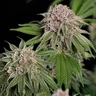 Blue Mystic