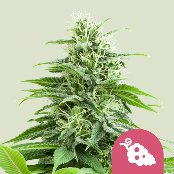 Fruit Spirit 🍇 Semi di Cannabis - Royal Queen Seeds