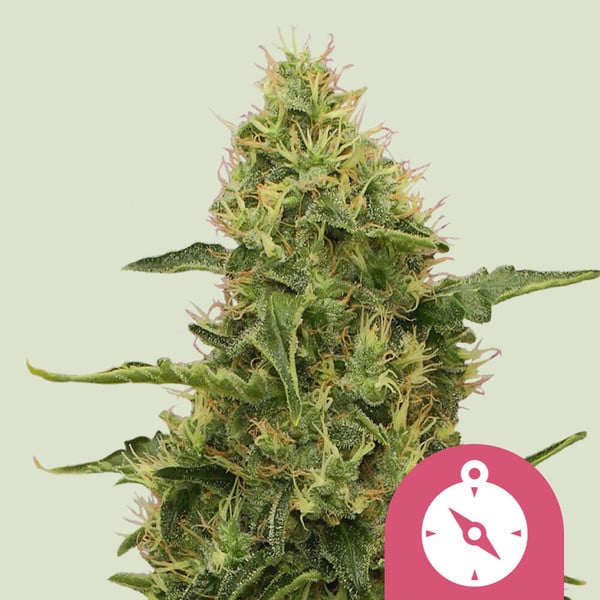 Northern Light Semi di Cannabis - Royal Queen Seeds