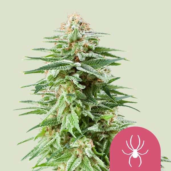 White Widow Semi di Cannabis - Royal Queen Seeds