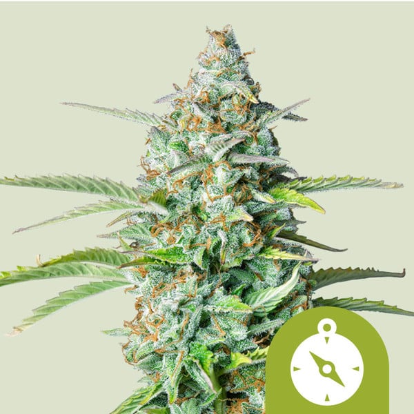 Northern Light Semi di Cannabis - Royal Queen Seeds