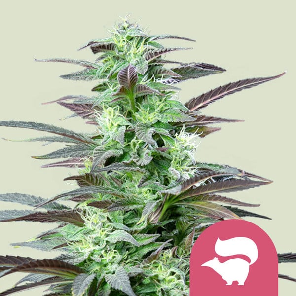 Skunk XL – Skunk 1 Semi di Cannabis - Royal Queen Seeds