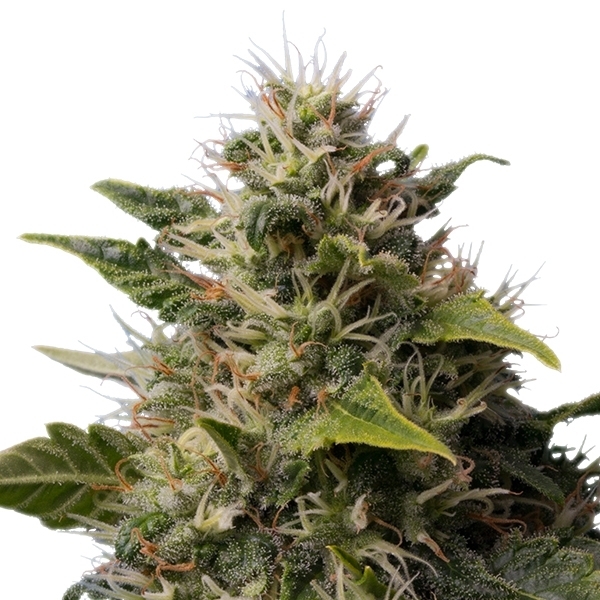 Compra Royal Moby semi femminizzati di cannabis Royal Moby semi femminizzati di cannabis