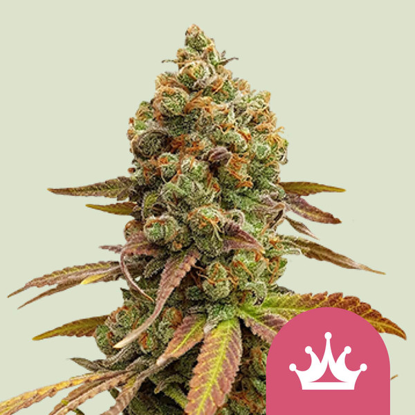 Special Queen 1 👑 Semi di Cannabis - Royal Queen Seeds