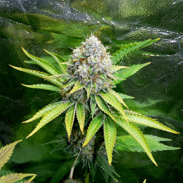 Acquista OG Kush Semi di Cannabis Femminizzati online Acquista OG Kush Semi di Cannabis Femminizzati online