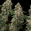 Haze Berry