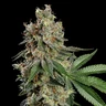 Haze Berry
