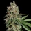 Haze Berry