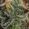Haze Berry