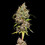 Honey Cream (Fast Flowering)