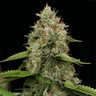 Honey Cream (Fast Flowering)
