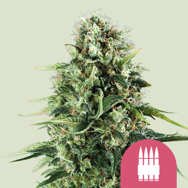 AK 47 besten Marihuana-Samen AK 47 besten Marihuana-Samen