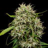 Medical Mass