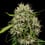 Medical Mass