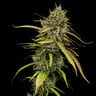 Medical Mass