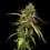 Medical Mass