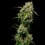Medical Mass