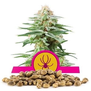 Semi Sfusi di White Widow