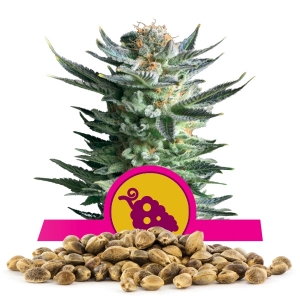Semi Sfusi di Fruit Spirit