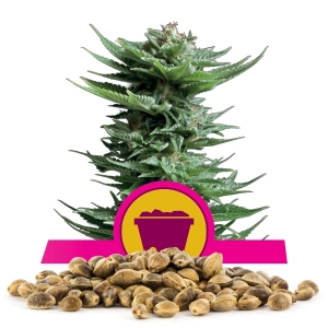 Semi Sfusi di Shining Silver Haze