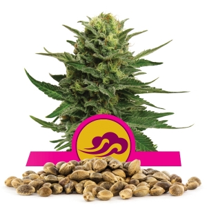 Semi Sfusi di Blue Mystic