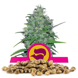 Semi Sfusi di Skunk XL